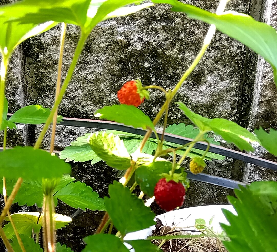 ワイルドストロベリー -Wild Strawberry-